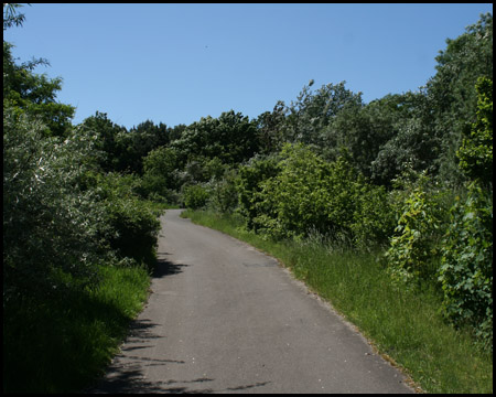 Büsche wachsen nah an den Weg