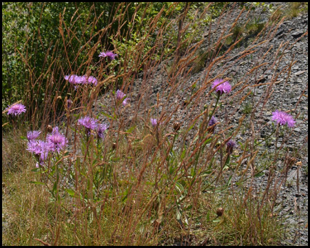 Vegetation auf der Halde