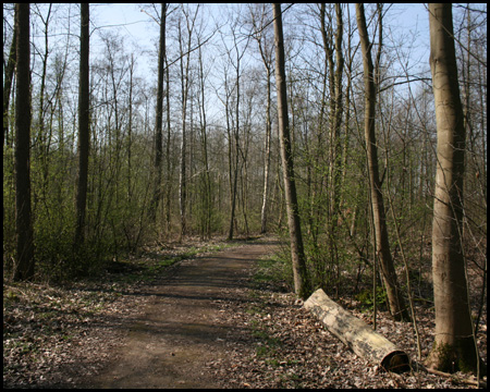 Junger Wald auf flachem Haldenrest