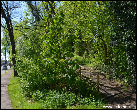 Aufstieg zur Halde Marianne III an der Gartenstraße