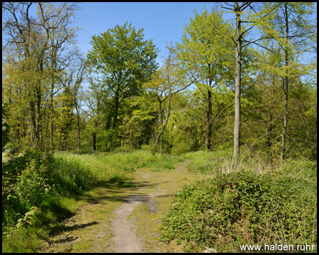 Halde Maria Anna & Steinbank in Wattenscheid (Halde Marianne 3)