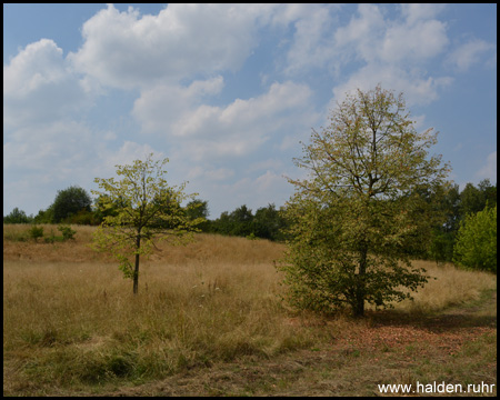 Halde Massen in Unna und Dortmund