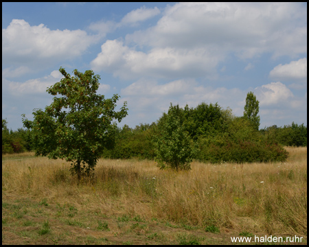 Halde Massen in Unna und Dortmund