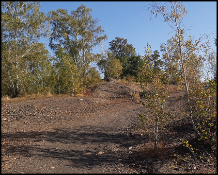 Büsche auf dem Gipfel der Bergehalde