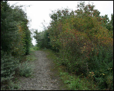 Wege auf der Halde führen auch durch das Gebüsch