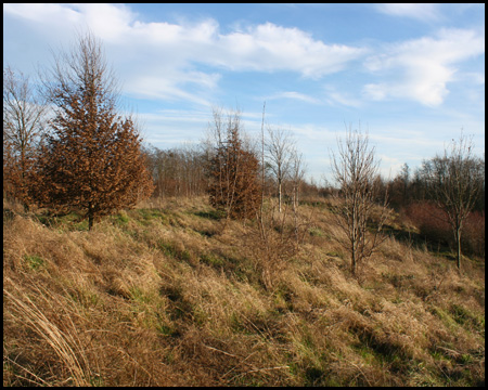 Wildwiesen und Büsche auf dem Kamm der Halde