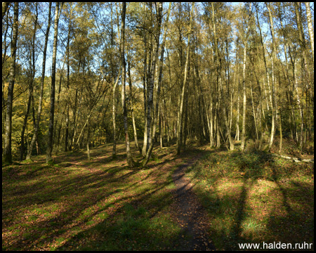 Birkenwald auf der Halde