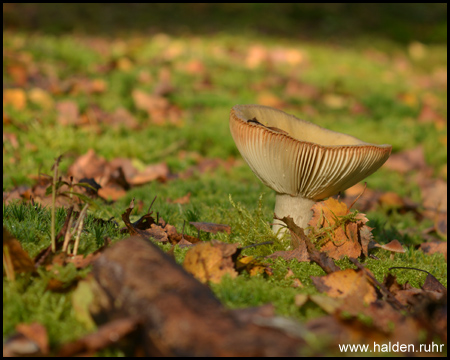 Pilze auf dem moosigen Haldenplateau