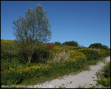 Blütenmeer auf dem Gipfel