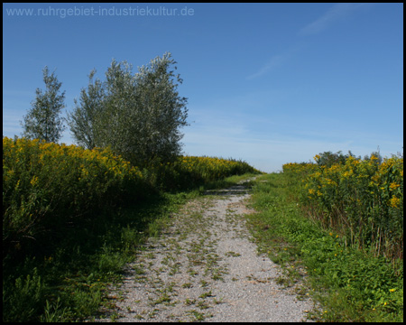 Halde Radbod Ost in Hamm