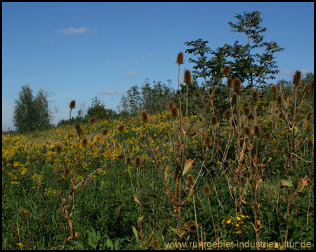 Halde Radbod Ost in Hamm