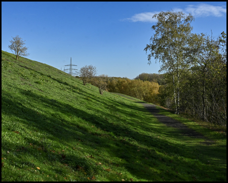 Eine grüne Böschung eines Berges und angrenzender Wald. Auf der Böschung steht ein einzelner Baum