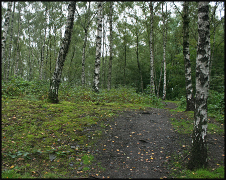 Birkenwald auf der Halde Rheinbaben in Gladbeck