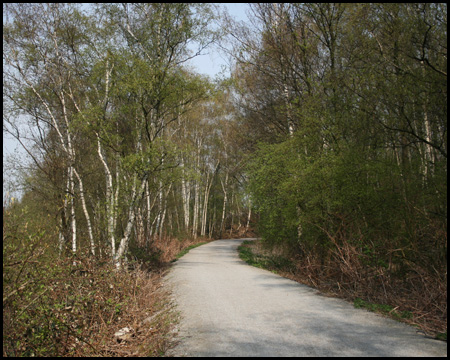 Aufstieg zur Halde Rheinelbe durch den dichten Birkenwald