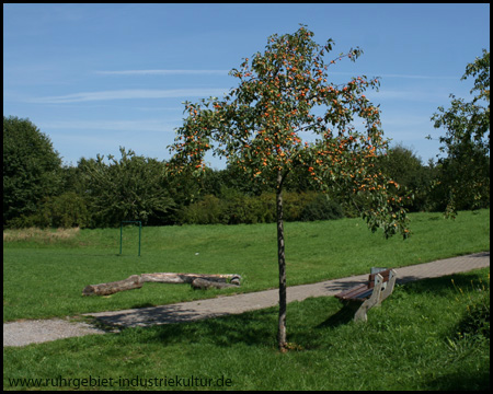 Obstbaum am Bolzplatz