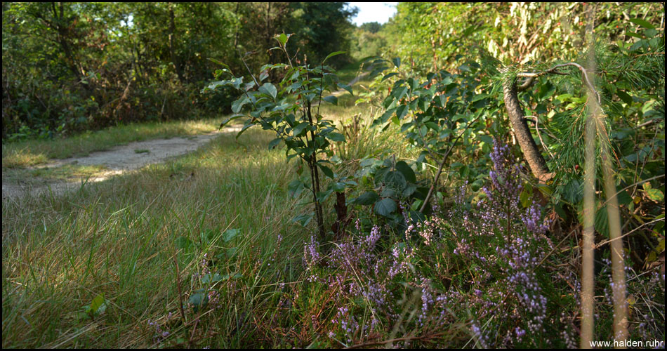 Die Vegetation unterscheidet sich von der auf Halden im Ruhrgebiet u.a. durch Kiefern und Heidekraut