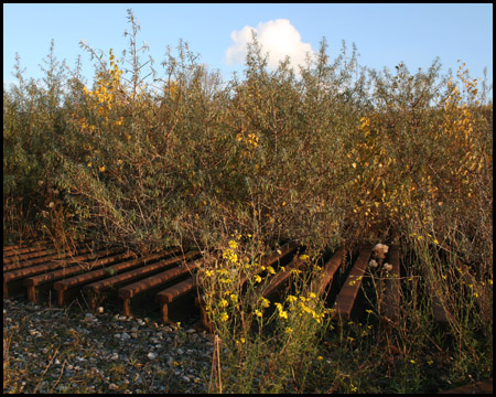 Hier verstecken sich Eisenbahnschienen unter den Büschen