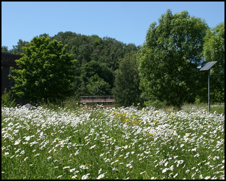 Alte Halde hinter einer Margeritenwiese am Ökozentrum