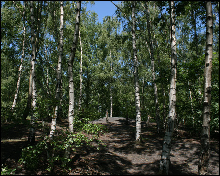 Dichter Birkenwald auf dem Haldentop