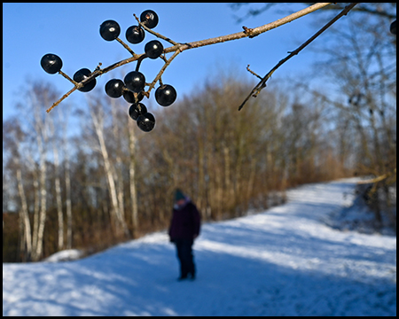 Schwarze Beeren an dünnem Zweig in Nahaufnahme, dahinter unscharfe Person auf verschneitem Waldweg.