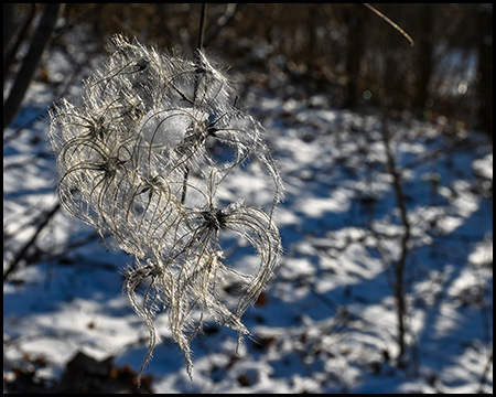Vertrocknete Pflanzenfasern mit feinen Eiskristallen vor unscharfem verschneitem Waldboden in Makroaufnahme.