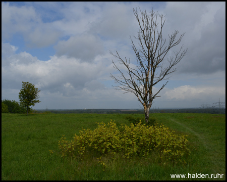 Ein Baum ohne Blätter