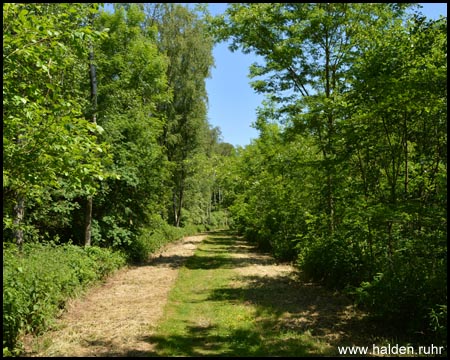 Trampelpfad am Rande der Halde Spanenkamp