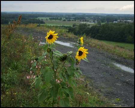 Sogar Sonnenblumen trotzen dem teils recht starken Wind