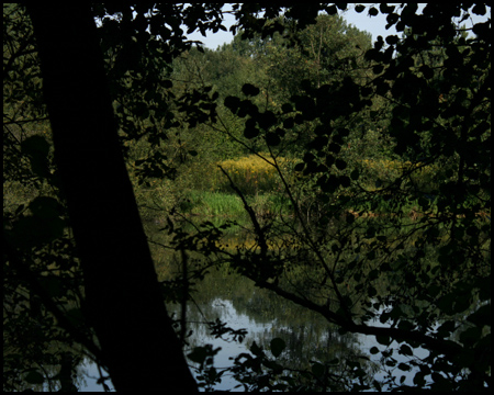 Durch die Blätter lässt sich der Teich im Voßnacken erahnen