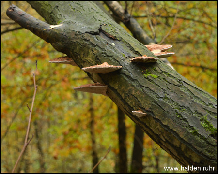 Pilze am Baum, die die Neigung ausgeglichen haben