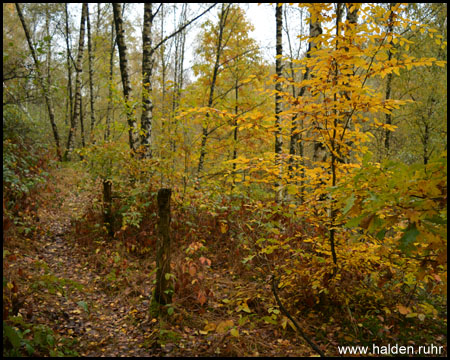 Einfach schön: Bunter Herbstwald auf der Halde