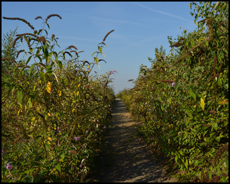 Weg mit Flieder rechts und links