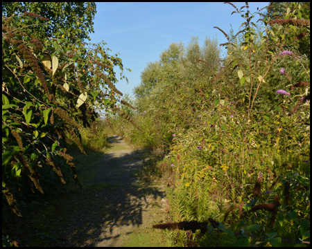 Weg durch Gebüsch