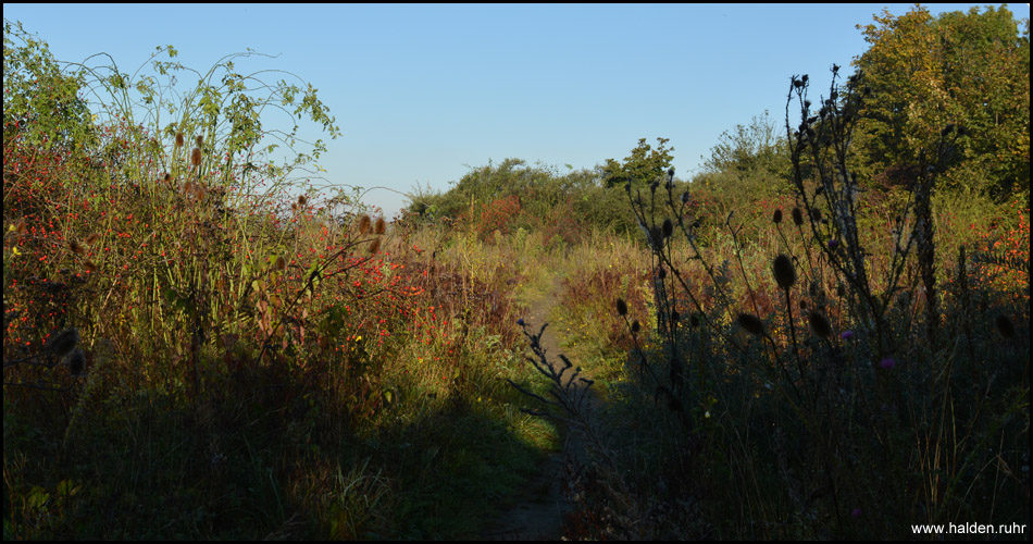 Wilde Natur auf dem Gipfel der Halde 22 in Gladbeck