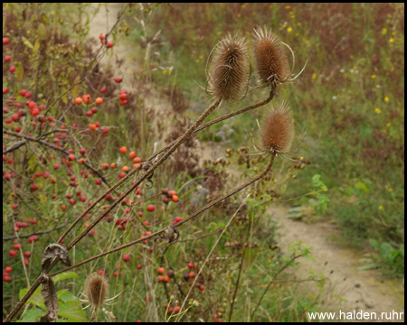 Vegetation auf der Halde