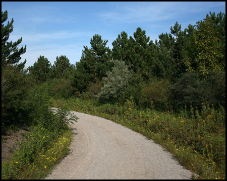 Hauptweg und Schwarzkiefern auf der Halde Hoppenbruch