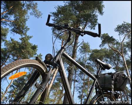 Mit ungeeignetem Fahrrad für die Haard unter hohen Kiefern