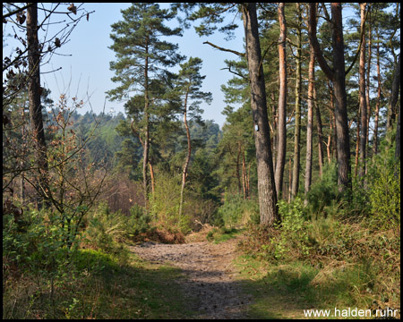 Wege mit Sandbänken und Nadelbäumen