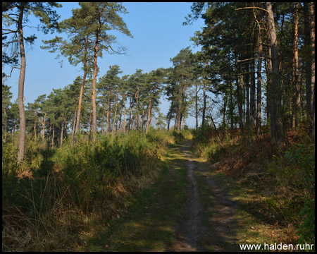 Der Waldweg führt irgendwann zu einer Zeche im Wald