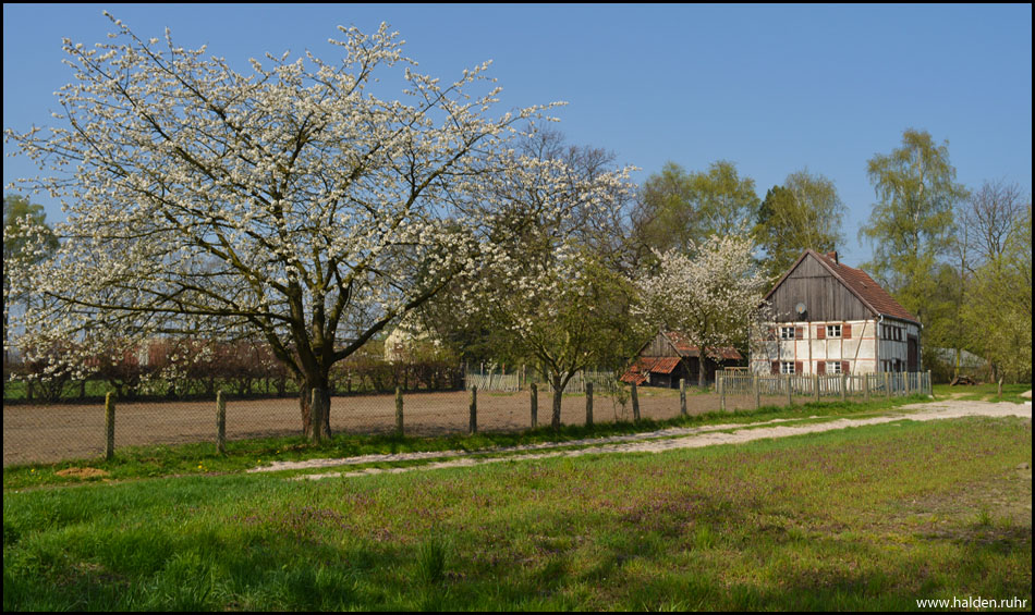 Hübsches Haus mit blühenden Bäumen am Wegesrand. Kaum zu glauben für Zweifler: Ganz wirklich auch im Ruhrgebiet