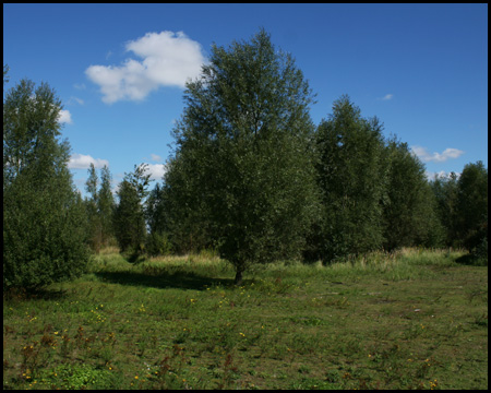 Bewaldeter Gipfel der Halde