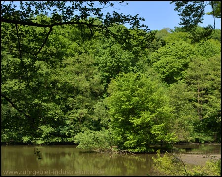 Idyllische Insel mit Baum am Nordende des Teiches