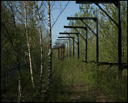 Vegetation auf dem Dach der Koksöfen