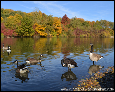 Harpener Teiche in Bochum