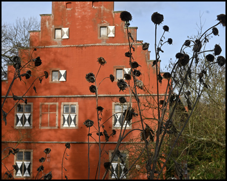 Sonnenblumen vor einem roten Haus