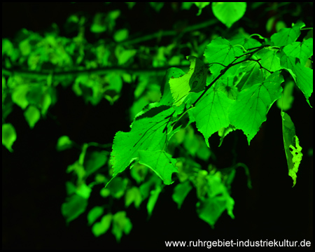 Herbstleuchten im Maximilianpark Hamm