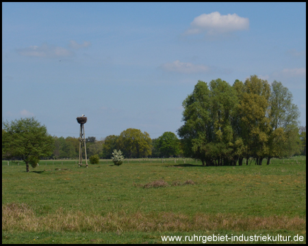 Storchennest in der flachen Landschaft der Heide