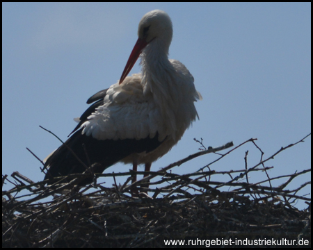 Storch im Nest in der Nähe des Schilfsteges / Aussichtspunktes
