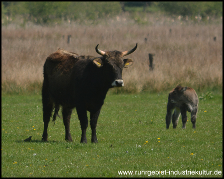 Hervester Bruch in Dorsten