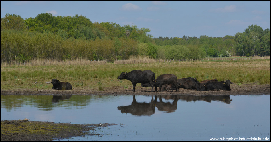 Eine Herde Wasserbüffel hat es sich an einer Wasserfläche bequem gemacht